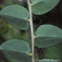 Crotalaria hebecarpa (DC.) Rudd